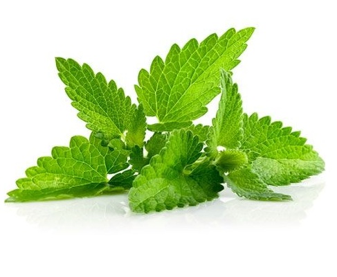 menta